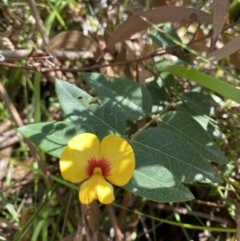 Platylobium formosum (Handsome Flat Pea) at Vincentia, NSW - 3 Sep 2023 by Tapirlord