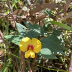 Platylobium formosum at Vincentia, NSW - 3 Sep 2023