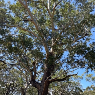 Eucalyptus pilularis (Blackbutt) at Vincentia, NSW - 3 Sep 2023 by Tapirlord