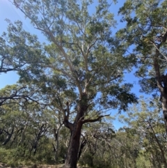 Eucalyptus pilularis at Jervis Bay National Park - 3 Sep 2023