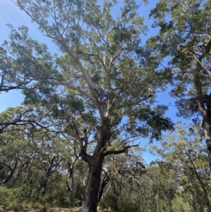 Eucalyptus pilularis at Vincentia, NSW - 3 Sep 2023