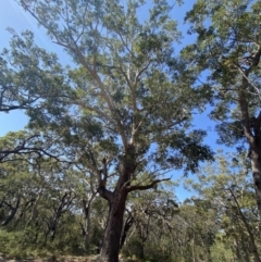 Eucalyptus pilularis at Jervis Bay National Park - 3 Sep 2023