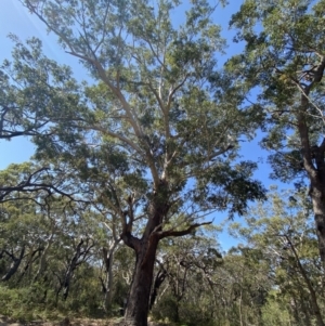 Eucalyptus pilularis at Jervis Bay National Park - 3 Sep 2023 12:30 PM