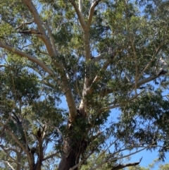 Eucalyptus pilularis at Jervis Bay National Park - 3 Sep 2023