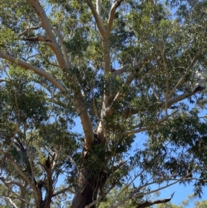 Eucalyptus pilularis at Jervis Bay National Park - 3 Sep 2023 12:30 PM