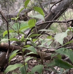 Ligustrum lucidum (Large-leaved Privet) at Mount Majura - 5 Sep 2023 by waltraud