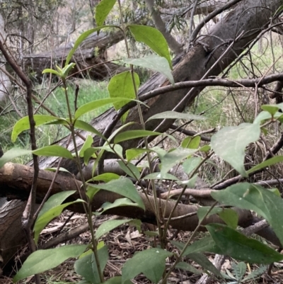 Ligustrum lucidum (Large-leaved Privet) at Mount Majura - 5 Sep 2023 by waltraud