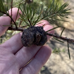 Hakea sericea at Vincentia, NSW - 3 Sep 2023