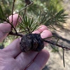 Hakea sericea at Vincentia, NSW - 3 Sep 2023