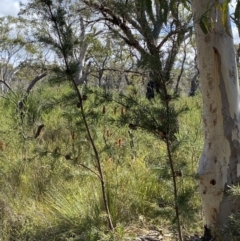 Hakea sericea at Vincentia, NSW - 3 Sep 2023 12:26 PM