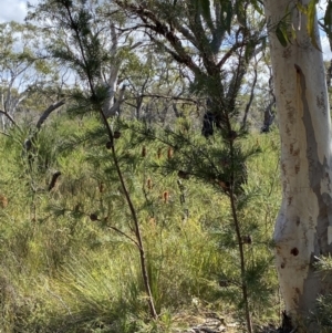 Hakea sericea at Vincentia, NSW - 3 Sep 2023