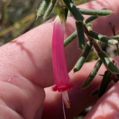 Styphelia tubiflora (Red Five-corners) at Jervis Bay National Park - 3 Sep 2023 by Tapirlord