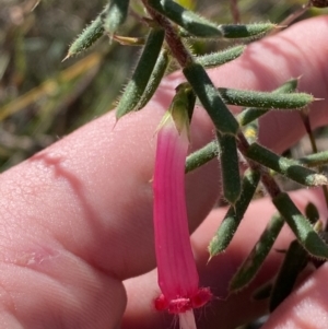 Styphelia tubiflora at Vincentia, NSW - 3 Sep 2023