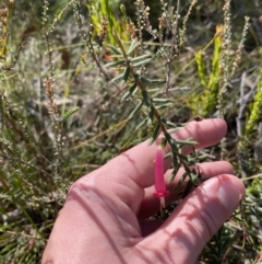 Styphelia tubiflora at Vincentia, NSW - 3 Sep 2023