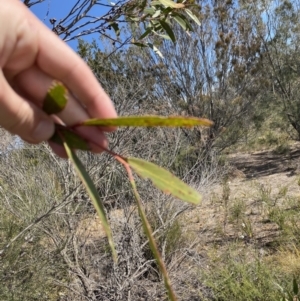 Eucalyptus obstans at Jervis Bay National Park - 3 Sep 2023