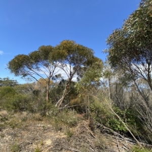 Eucalyptus obstans at Vincentia, NSW - 3 Sep 2023