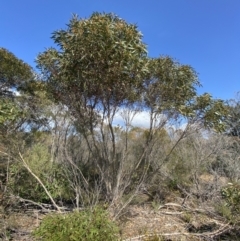 Eucalyptus obstans at Jervis Bay National Park - 3 Sep 2023