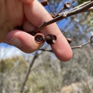 Eucalyptus obstans at Vincentia, NSW - 3 Sep 2023