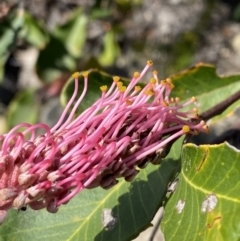 Grevillea macleayana (Jervis Bay Grevillea) at Vincentia, NSW - 3 Sep 2023 by Tapirlord