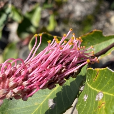 Grevillea macleayana (Jervis Bay Grevillea) at Jervis Bay National Park - 3 Sep 2023 by Tapirlord