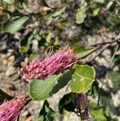 Grevillea macleayana at Vincentia, NSW - 3 Sep 2023