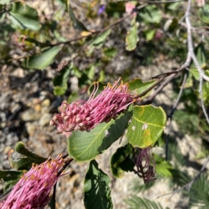 Grevillea macleayana at Vincentia, NSW - 3 Sep 2023 12:19 PM