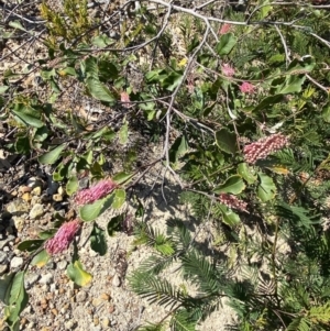 Grevillea macleayana at Vincentia, NSW - 3 Sep 2023 12:19 PM