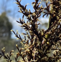 Gahnia clarkei (Tall Saw Sedge) at Vincentia, NSW - 3 Sep 2023 by Tapirlord