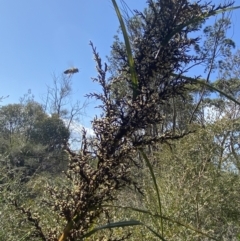 Gahnia clarkei at Vincentia, NSW - 3 Sep 2023 12:18 PM