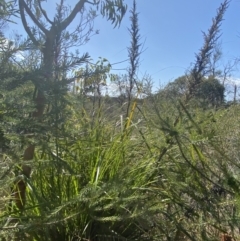 Gahnia clarkei at Vincentia, NSW - 3 Sep 2023 12:18 PM