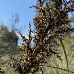 Gahnia clarkei at Vincentia, NSW - 3 Sep 2023 12:18 PM