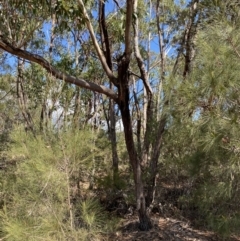 Eucalyptus sieberi (Silvertop Ash) at Jervis Bay National Park - 3 Sep 2023 by Tapirlord