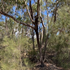 Eucalyptus sieberi at Vincentia, NSW - 3 Sep 2023