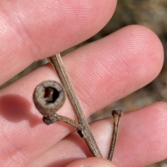 Eucalyptus sieberi at Vincentia, NSW - 3 Sep 2023 12:17 PM