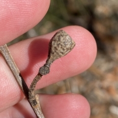 Eucalyptus sieberi at Vincentia, NSW - 3 Sep 2023 12:17 PM