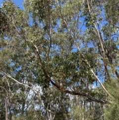 Eucalyptus sieberi at Vincentia, NSW - 3 Sep 2023 12:17 PM