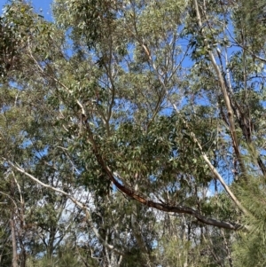 Eucalyptus sieberi at Vincentia, NSW - 3 Sep 2023