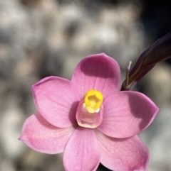 Thelymitra carnea (Tiny Sun Orchid) at Jervis Bay National Park - 3 Sep 2023 by Tapirlord