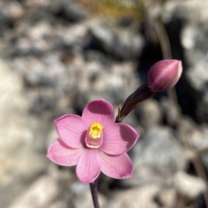 Thelymitra carnea at Vincentia, NSW - suppressed