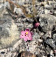 Thelymitra carnea at Vincentia, NSW - 3 Sep 2023