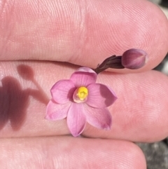 Thelymitra carnea at Vincentia, NSW - 3 Sep 2023