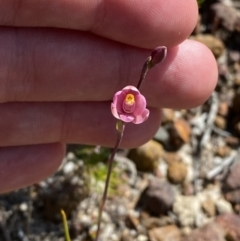 Thelymitra carnea at Vincentia, NSW - 3 Sep 2023