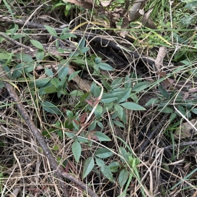 Nandina domestica (Sacred Bamboo) at Mount Majura - 5 Sep 2023 by waltraud