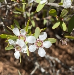 Leptospermum laevigatum (Coast Teatree) at Jervis Bay National Park - 3 Sep 2023 by Tapirlord