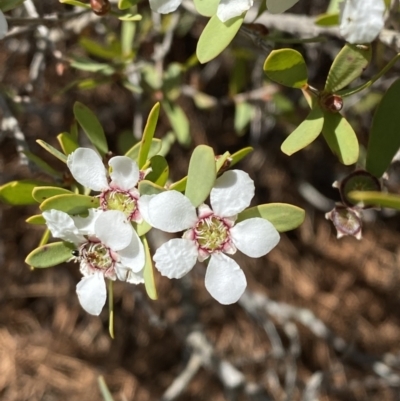 Leptospermum laevigatum (Coast Teatree) at Jervis Bay National Park - 3 Sep 2023 by Tapirlord