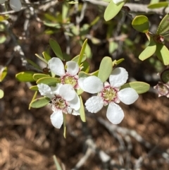 Leptospermum laevigatum at Vincentia, NSW - 3 Sep 2023