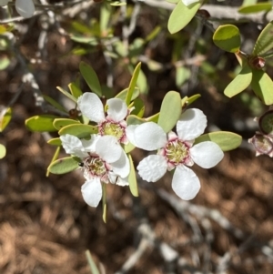 Leptospermum laevigatum at Vincentia, NSW - 3 Sep 2023