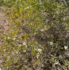 Leptospermum laevigatum at Vincentia, NSW - 3 Sep 2023