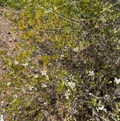 Leptospermum laevigatum at Vincentia, NSW - 3 Sep 2023