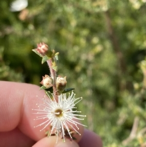 Kunzea ambigua at Vincentia, NSW - suppressed